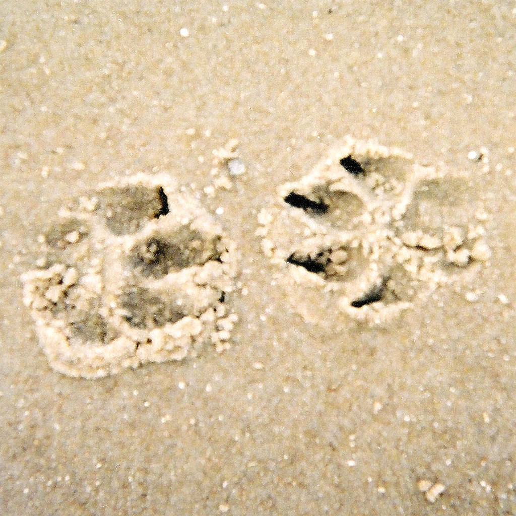 Paw prints in the sand | My dog's paw prints at the beach. | Flickr
