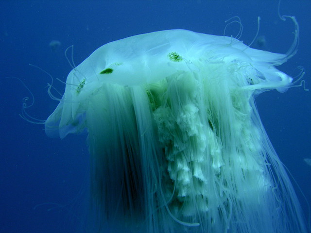 Jelly Fish or Negligee