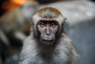 Macaque portrait | by Jean-François Chénier