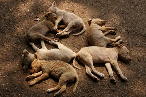 We Don t Sleep At Night Sleeping Dogs Lalbagh Botanical Flickr