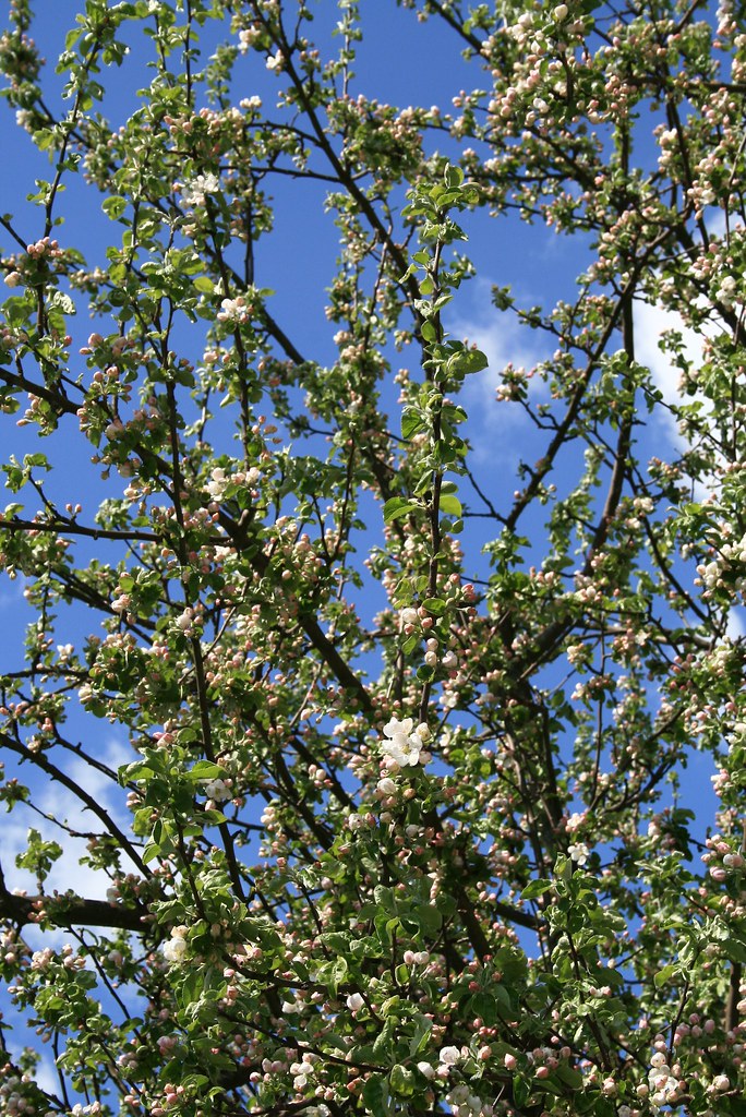 IMG_1703 | Apple tree in early bloom, May 10th 2008 | Pia K | Flickr