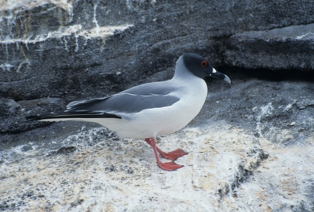 Swallow-tailed Gull (Creagrus furcatus) - Galápagos Islands, Ecuador