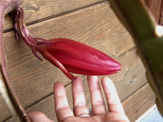 Epiphyllum sp.