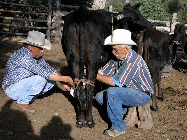 Emilio y Pedro ordeñando las vacas - milking the cows; Los Parajes de Yécora, Sonora, Mexico