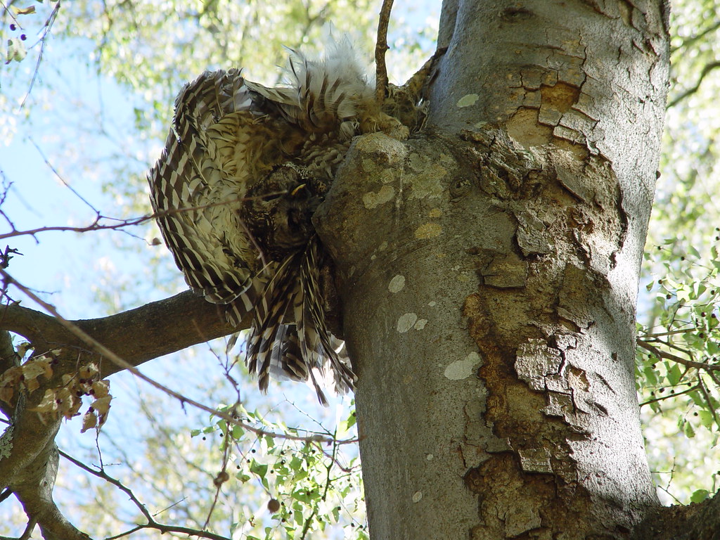 Owl | A dead owl in a tree. It was the talk of the Reid-Smit… | Flickr