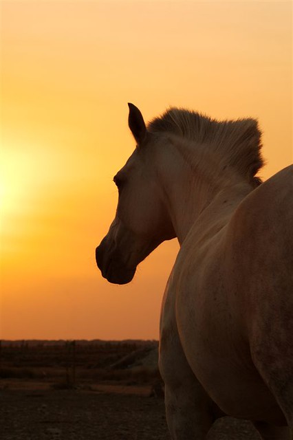 Caballo a la puesta del sol / Sunset horse