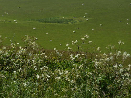 Cow parsley'n'sheep The sheep have become as one with the cow parsley. Southease to Rottingdean