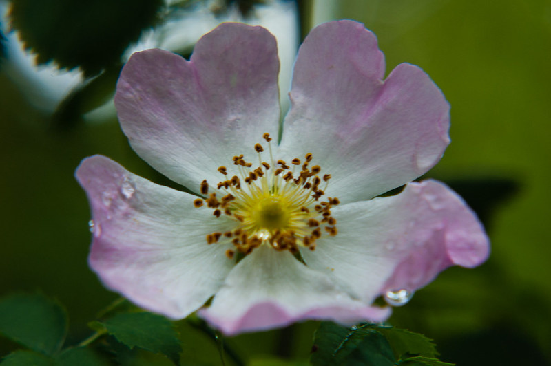 Wild-looking garden rose flowering