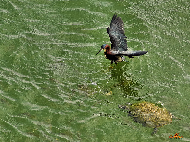 Green Heron, Fishing