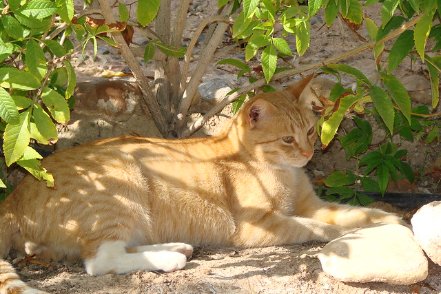 The cutest cat of Agadir