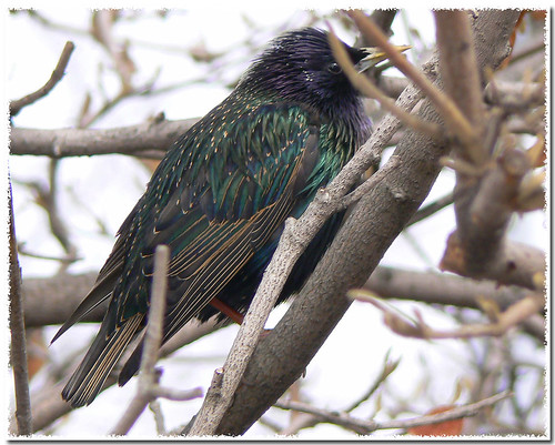 ~Starling in the Woods~ by ~Sage~