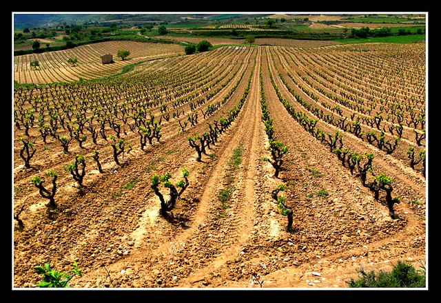 viñas - San Asensio-Rioja.1