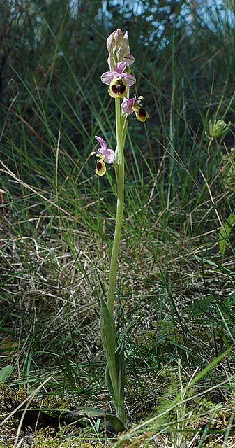 d0802070 | Prächtige Wespen-Ragwurz (Ophrys tenthredinifera subsp. spectabilis), ein sehr seltener und stark bedrohter Endemit der Serra de Tramuntana. Mallorca, 13.04.2008