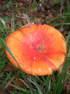 Orange toadstool Something this big - and orange - should be easily identifiable. But I can't place this one. Liphook to Haslemere