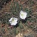 Flickr photo 'Onagraceae: Oenothera caespitosa' by: David Bygott.