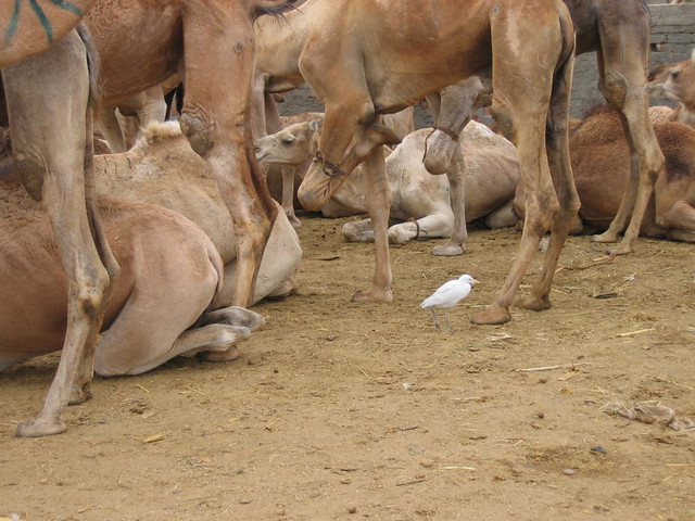 Cairo Camel Fair