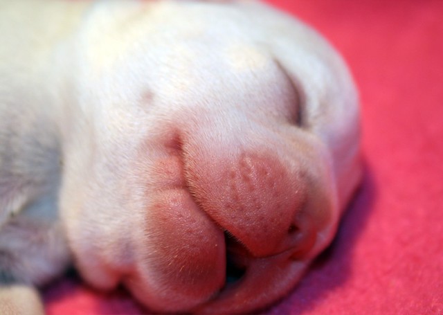 Newborn French Bulldog Puppy