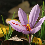 Saffron ... Crocus sativus