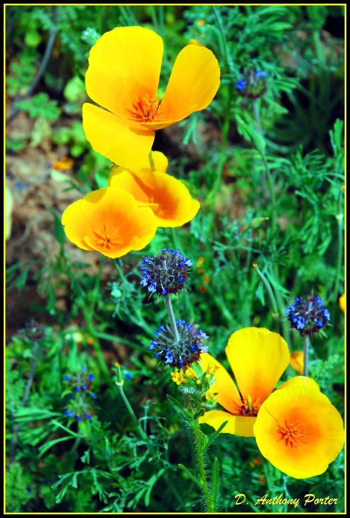 Poppies on the Spur Cross Trail by davidanthonyporter