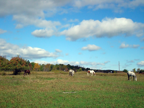 horses thefield october2007