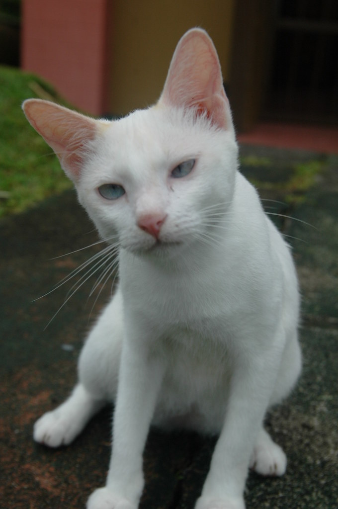 Kuching in Kuching! | meet my first kuching (malay for cat) … | Flickr