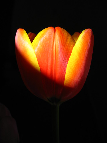 Tulip Rising by Kaos2