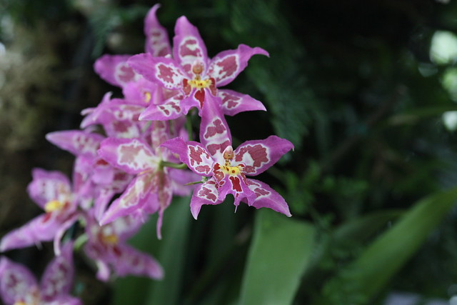 family of oncidium orchid