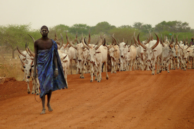 2008 0236 Dinka  with cattle