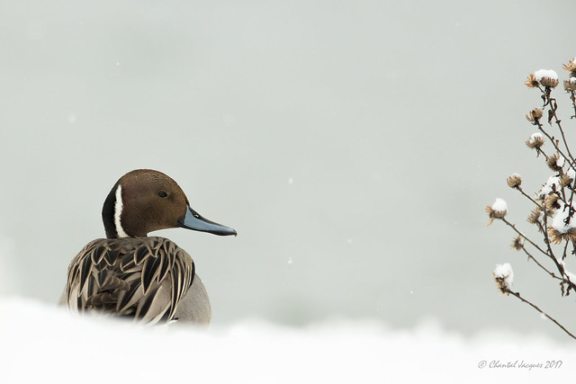 Northern Pintail Winter Scene- The Wise One?