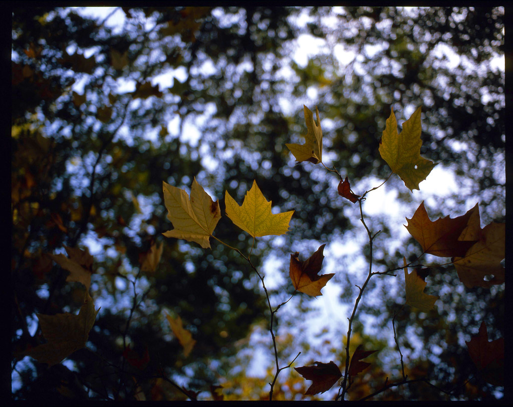 my autumn by dsevilla