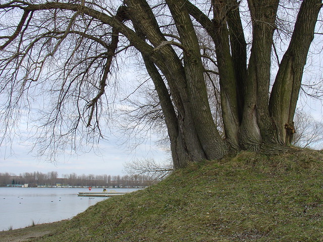 Vielfingerbaum am Kulkwitzer See