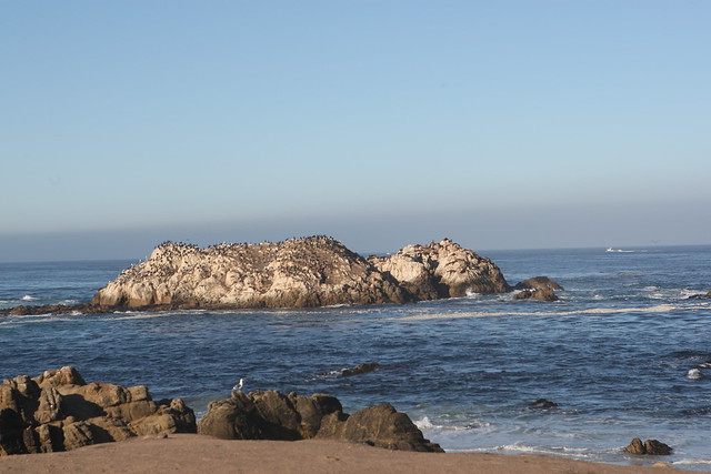 birds rock, pebble beach