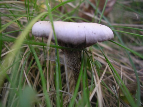 Fungus Sevenoaks circular