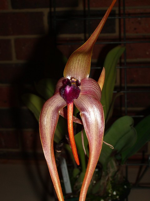 Bulbophyllum echinolabium 2006-02-13 01