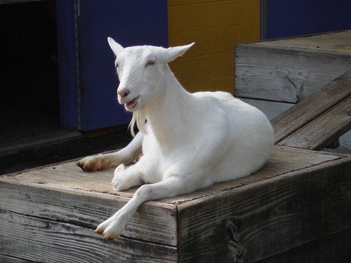 new autumn usa white animal indianapolis goat indiana amimals