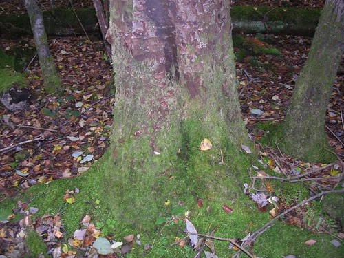 mossy trunk Holmwood to Gomshall
