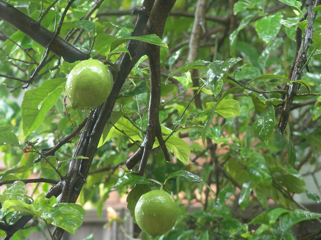 Lemon Not Ripe Green Lemons. Not Lime. | They're not ripe yet... ...they wi… | Flickr