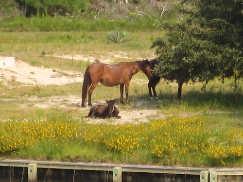 wild horses | by Cryptonaut