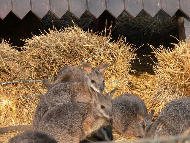 Derby kenguru - Tammar wallaby
