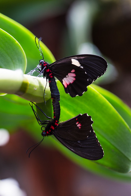Copulating Butterflies (Nambillo Reserve)