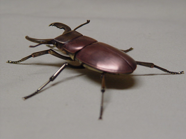 staghorn beetle 8