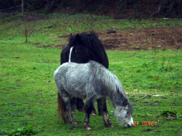 Ponies near Courtown
