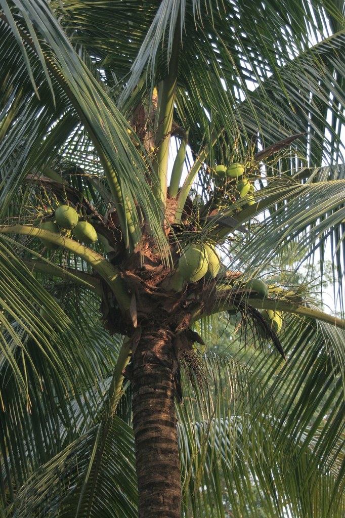 IMG_0973 | Coconut tree | MKImagery (Nashville) | Flickr