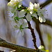 Flickr photo 'Prunus domestica L.       subsp. domestica /   Ciruelo' by: chemazgz.