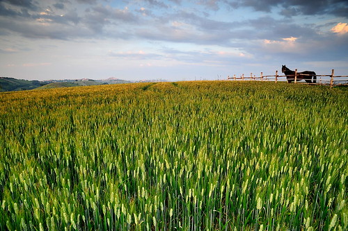 hill&wheat by Kogaku, in the middle of a field of wheat a horse stops to look at the man with a camerasunset italy horse t