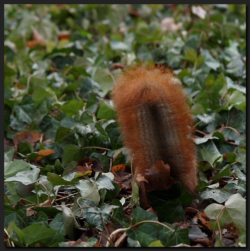 Squirrel ;-)) by Dzwjedziak