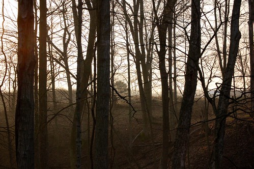 wood trees mist tree sunrise moss woods indiana bark carthage