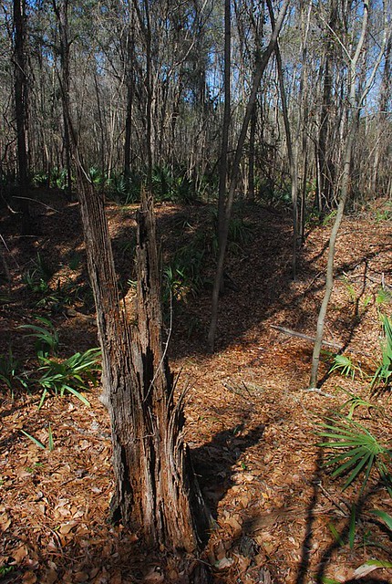 Florida Trail - Big Oak Trail