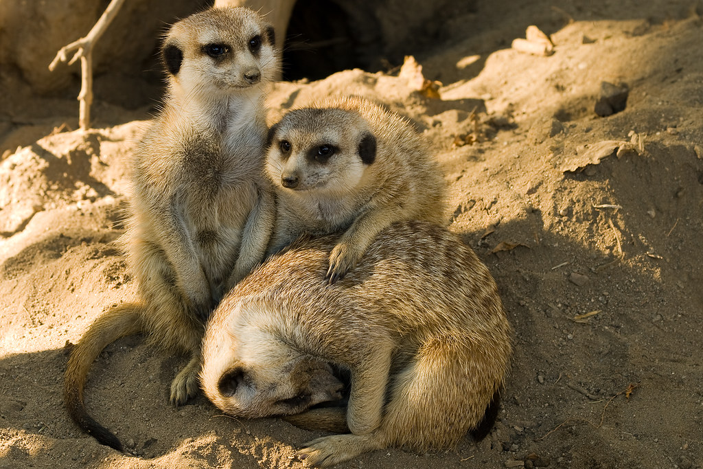 Meerkat Family | A group of meerkats (Suricata suricatta) in… | Flickr