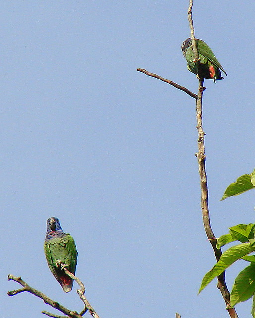 Cotorra Cabeciazul [Blue-headed Parrot] (Pionus menstruus)
